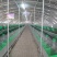 新西兰幼崽种兔成年肉兔商品兔疫苗已做包成活包技术价格优惠