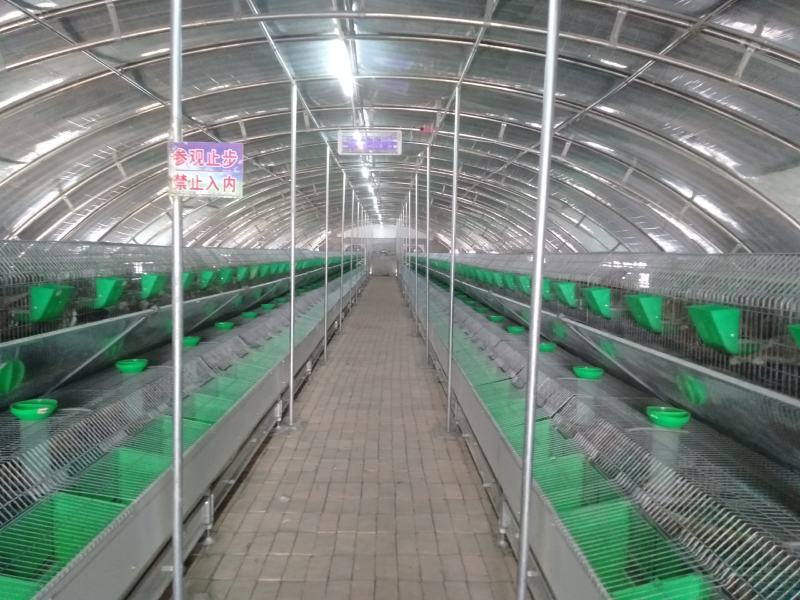 新西兰幼崽种兔成年肉兔商品兔疫苗已做包成活包技术价格优惠