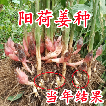阳荷姜种根种阳荷种植根苗种苗洋荷种根