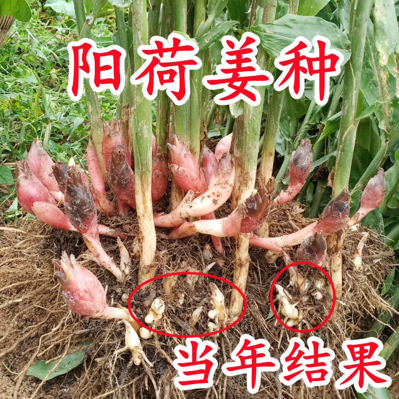 阳荷姜种根种阳荷种植根苗种苗洋荷种根