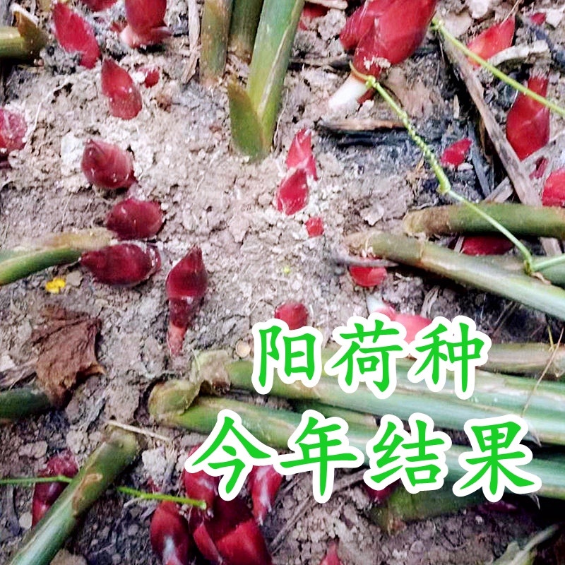 阳荷姜种根种阳荷种植根苗种苗洋荷种根