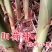 阳荷姜种根种阳荷种植根苗种苗洋荷种根