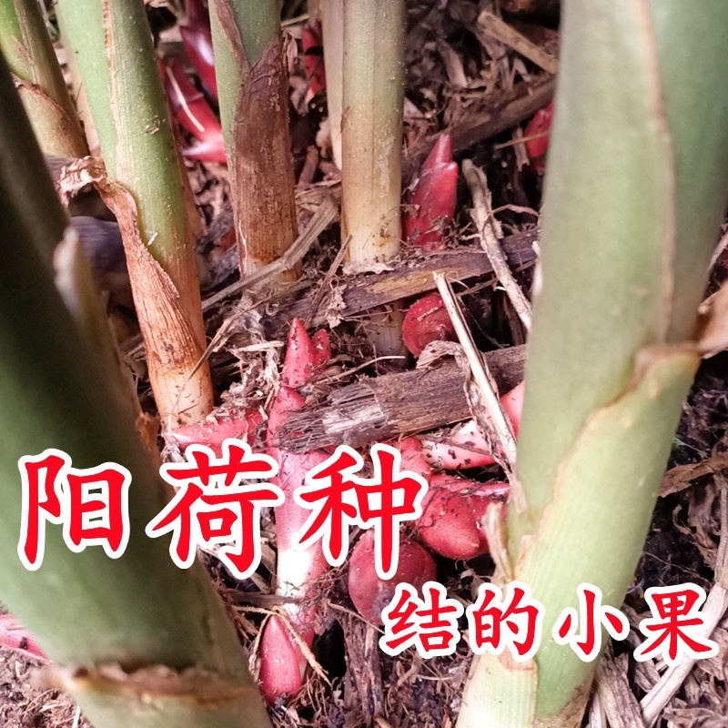阳荷姜种根种阳荷种植根苗种苗洋荷种根