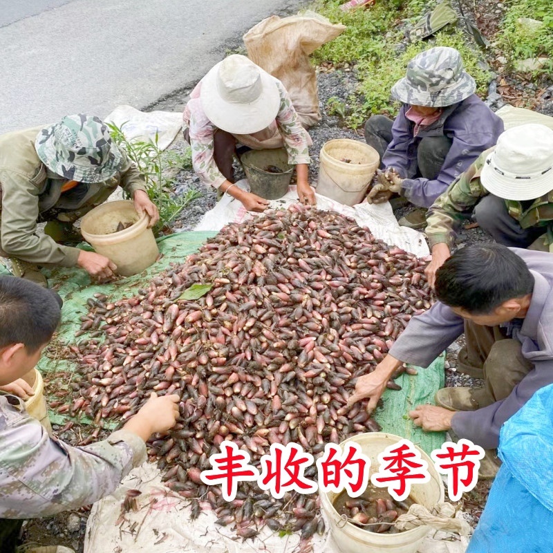 阳荷姜种根种阳荷种植根苗种苗洋荷种根
