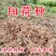 阳荷姜种根种阳荷种植根苗种苗洋荷种根