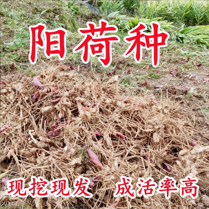 阳荷姜种根种阳荷种植根苗种苗洋荷种根