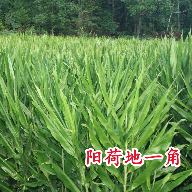 阳荷姜种根种阳荷种植根苗种苗洋荷种根
