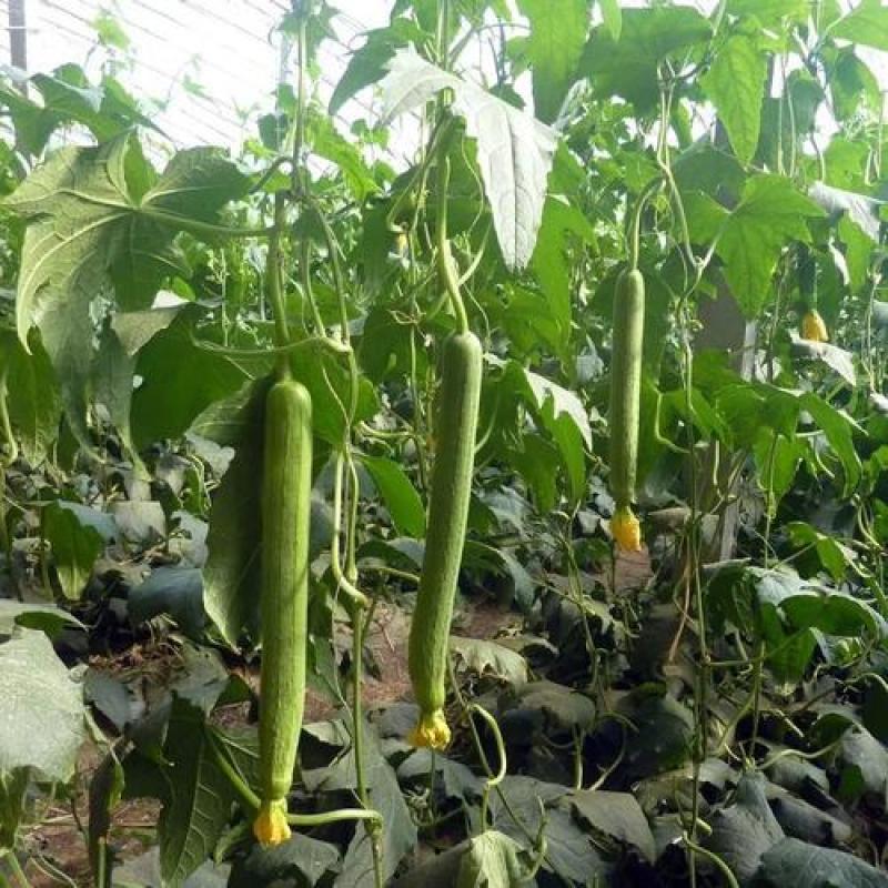 香嫩长丝瓜早熟长棒形亩产40000斤易管理囗感好抗病