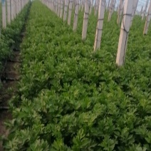 乐亭县芹菜蔬菜基地大量现货价格优惠
