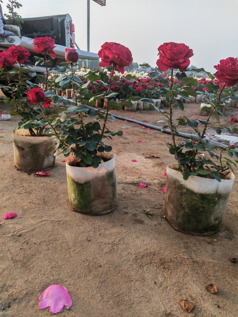 【热卖】月季小苗，产地直供，量大价优，欢迎电联