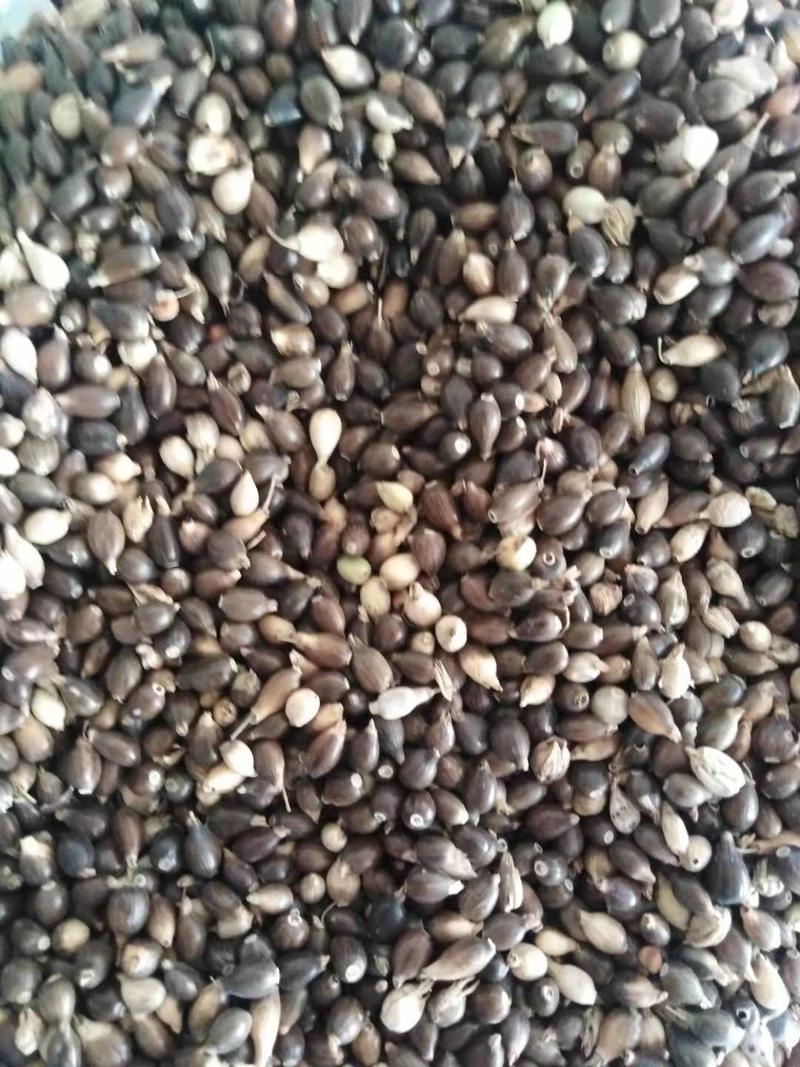贵州兴仁原种薏米种子包发芽率85%包技术包产品回收