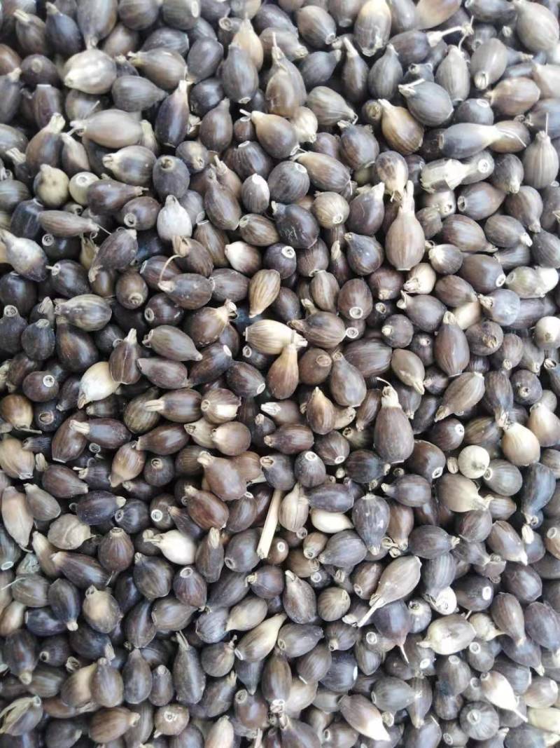 贵州兴仁原种薏米种子包发芽率85%包技术包产品回收