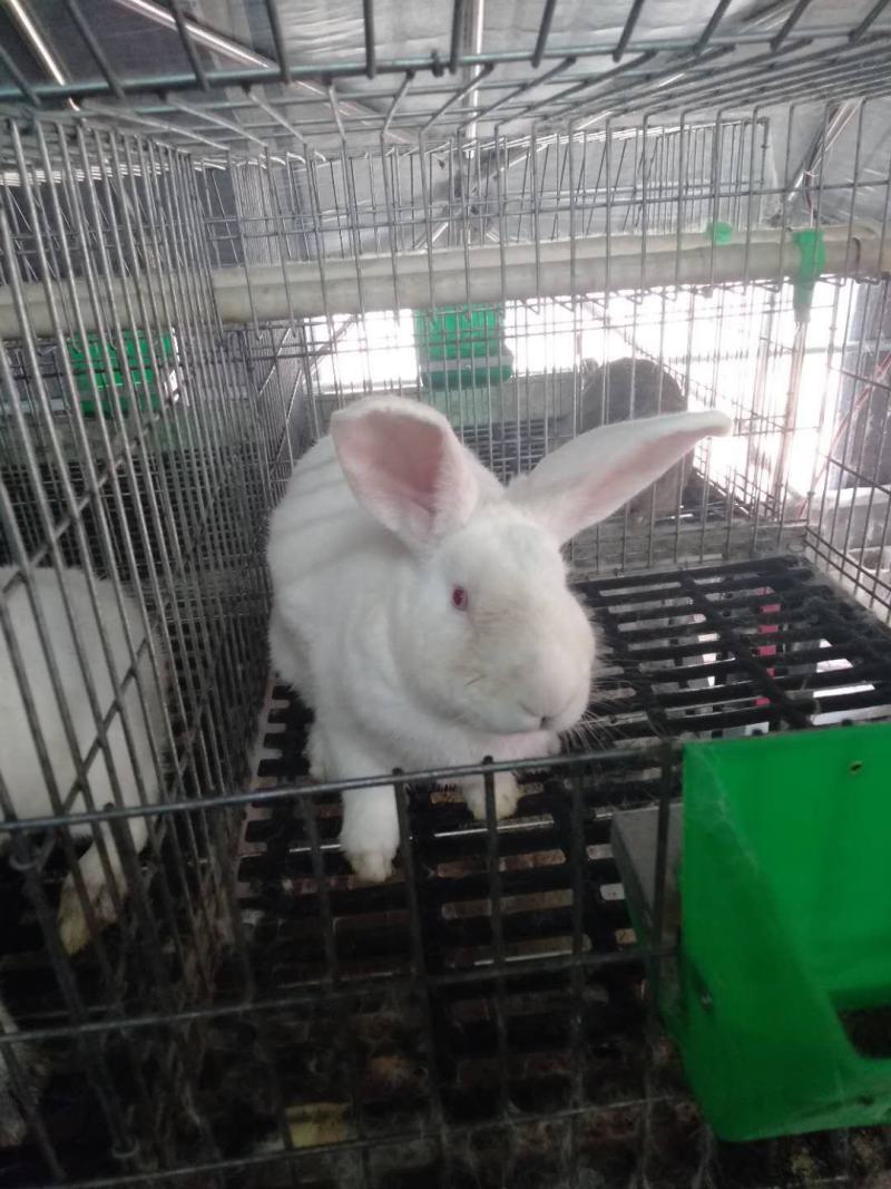比利时幼崽成年肉兔种兔商品兔疫苗已做包成活包技术来电咨询