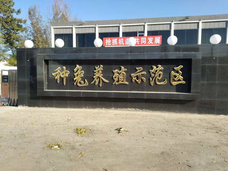 比利时幼崽成年肉兔种兔商品兔疫苗已做包成活包技术来电咨询