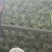 甘肃兰州高原夏菜莴笋开始预定售