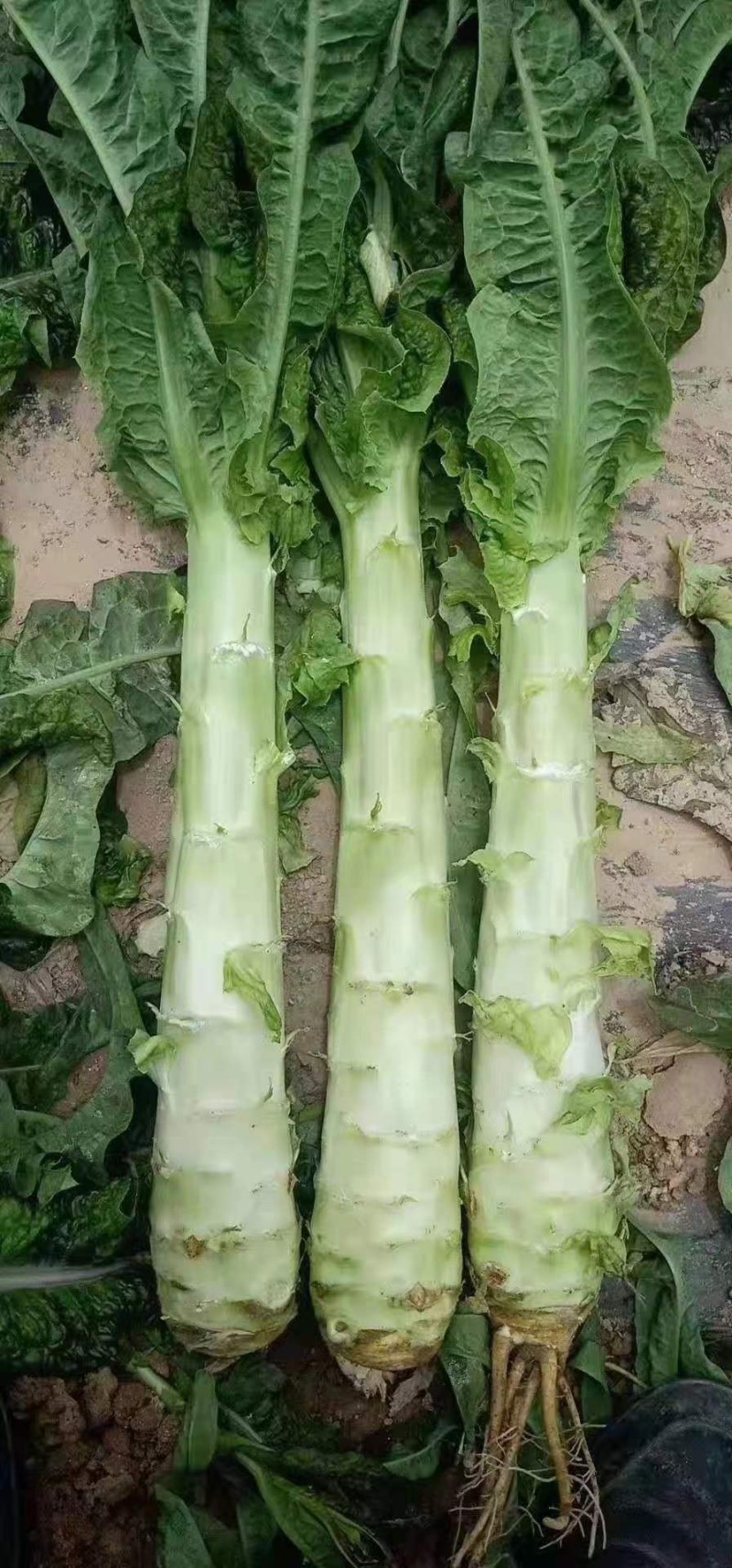 甘肃兰州高原夏菜莴笋开始预定售