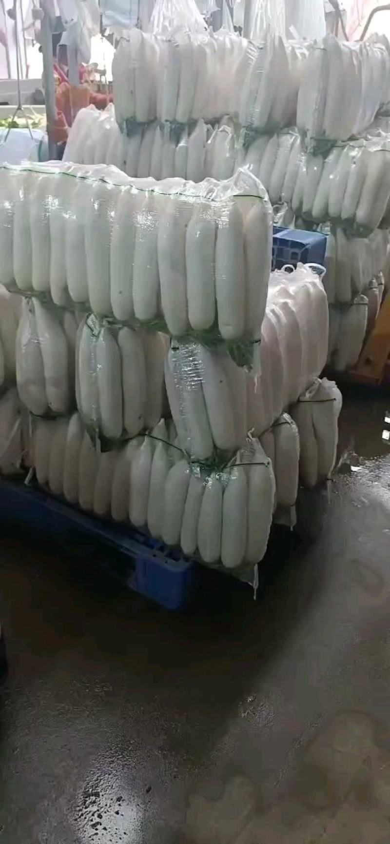 湖北精品白萝卜产地批发大量供应大量供应质量保证