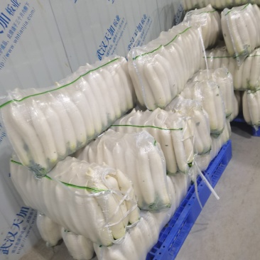 湖北精品白萝卜产地批发大量供应大量供应质量保证
