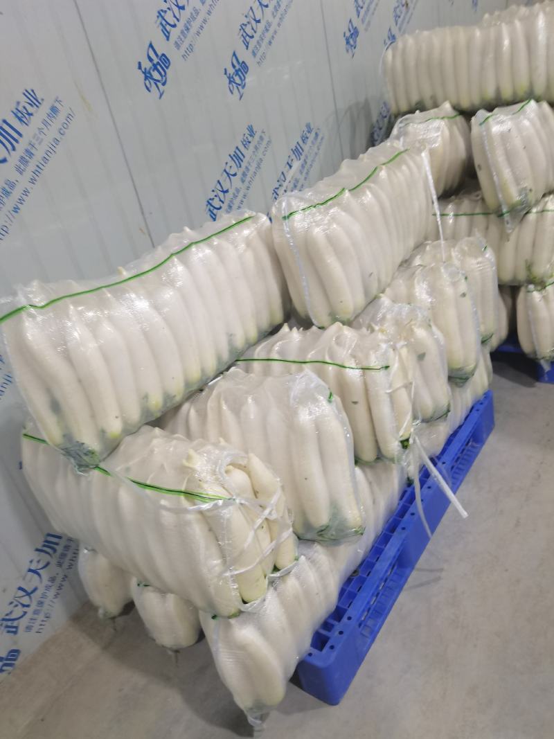 湖北精品白萝卜产地批发大量供应大量供应质量保证