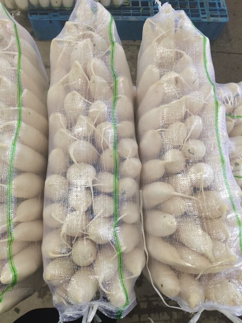湖北精品白萝卜产地批发大量供应大量供应质量保证