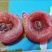 柿饼，糖心正宗特产，新鲜圆柿饼！包邮到家！快速发货！