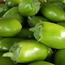 豫北绿茄子青茄大量有货价格美丽质量保证欢迎新老客商