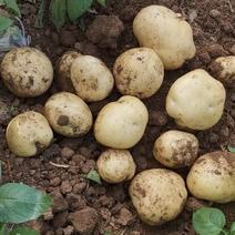 黄心土豆开始上市，量大品质好，欢迎各地老板，实地考察