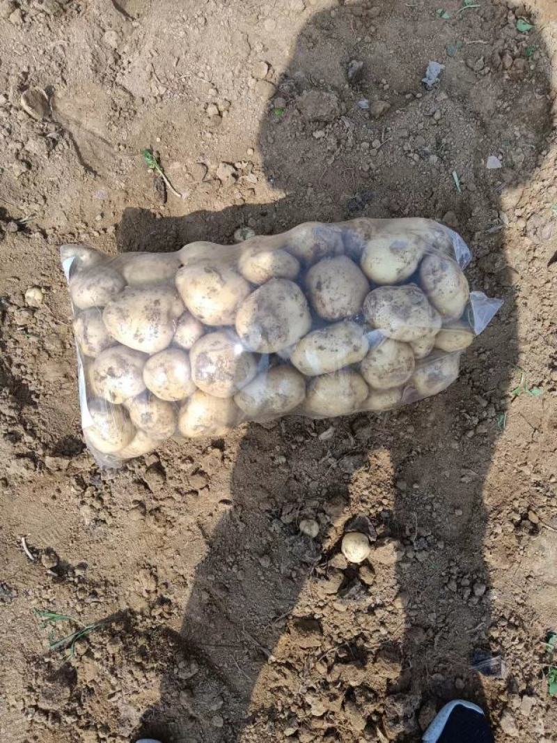 黄心土豆开始上市，量大品质好，欢迎各地老板，实地考察
