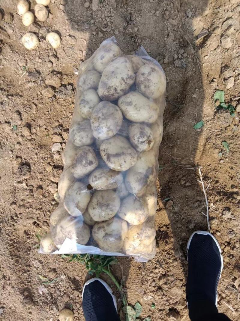 黄心土豆开始上市，量大品质好，欢迎各地老板，实地考察