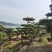 15公分造型黑松造型松造型油松