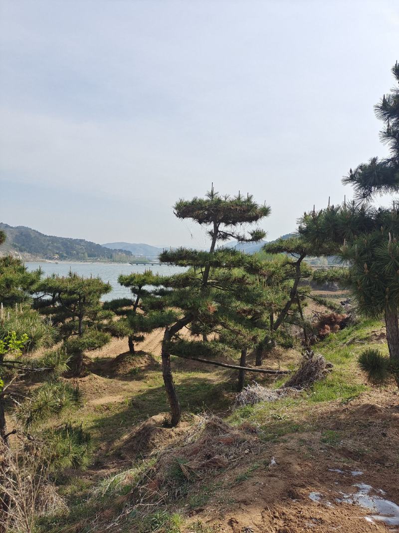 15公分造型黑松造型松造型油松
