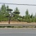15公分造型黑松造型松造型油松