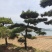 15公分造型黑松造型松造型油松