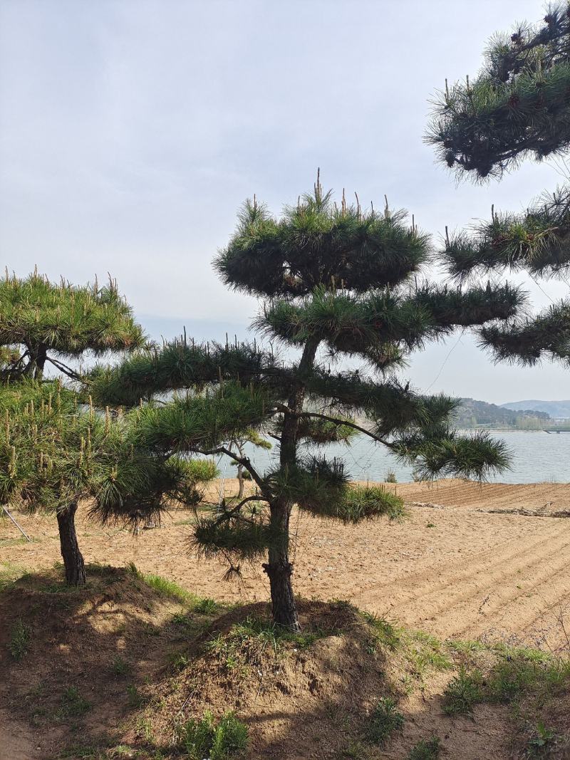 15公分造型黑松造型松造型油松