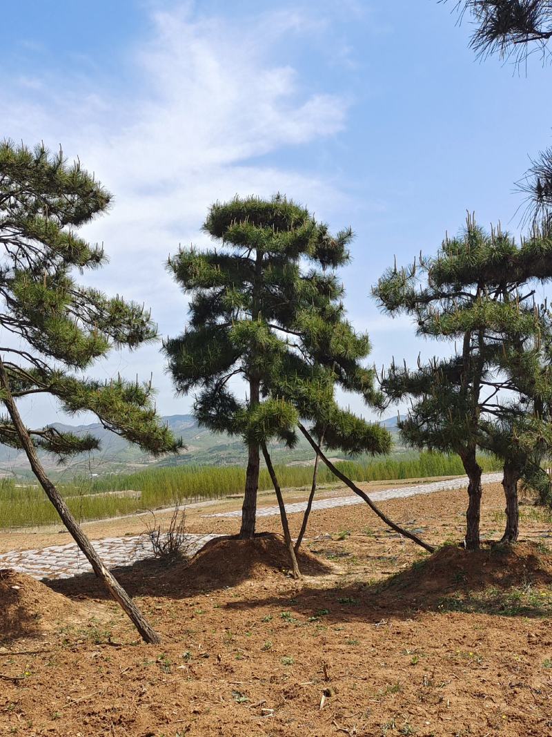 15公分造型黑松造型松造型油松