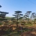 15公分造型黑松造型松造型油松