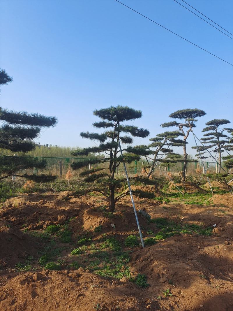 15公分造型黑松造型松造型油松