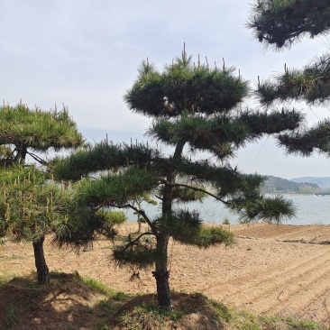 15公分造型黑松造型松造型油松