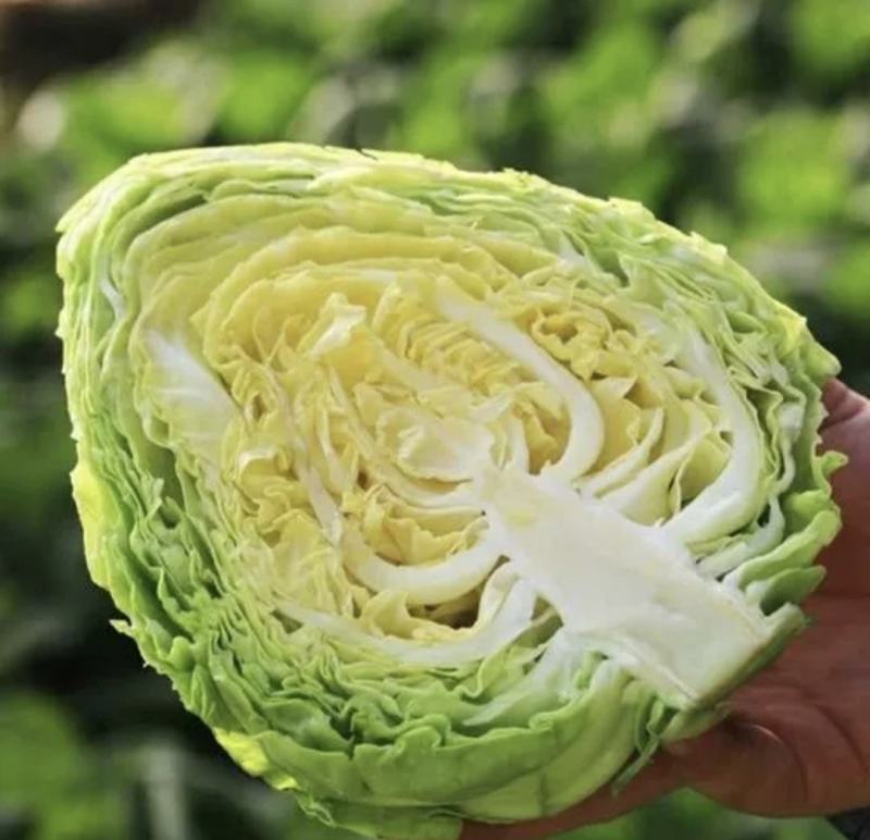 牛心甘蓝精品圆包菜基地直供货源充足可视频看货欢迎联系