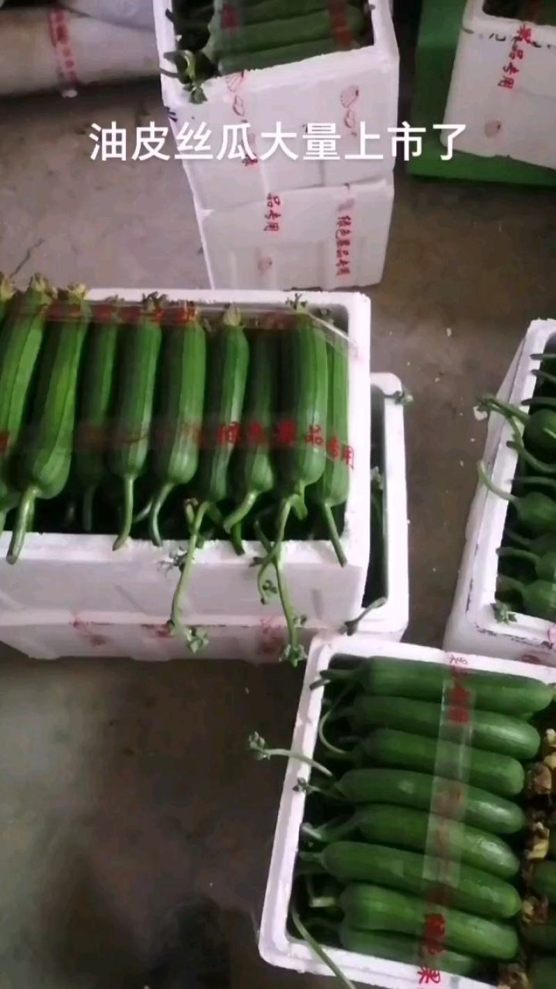 油皮丝瓜