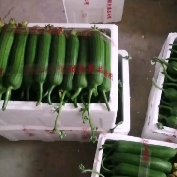 油皮丝瓜