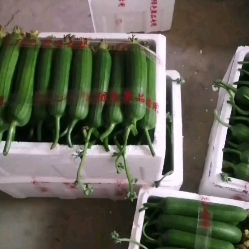 油皮丝瓜