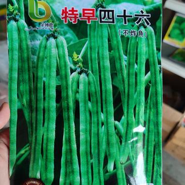 早四十六绿豆种子，50克，成熟一致不炸角