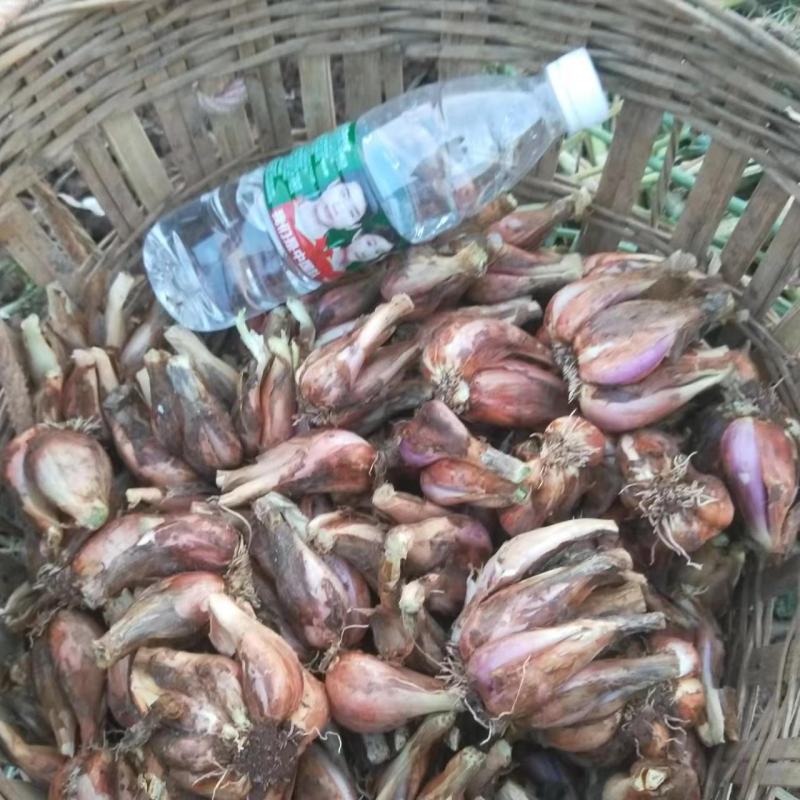 威远葱头新鲜葱头铁杆葱葱苗专用种子