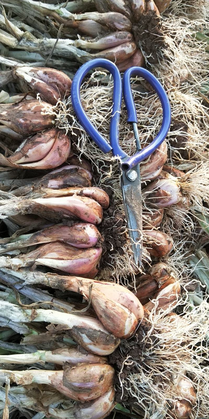 威远葱头新鲜葱头铁杆葱葱苗专用种子