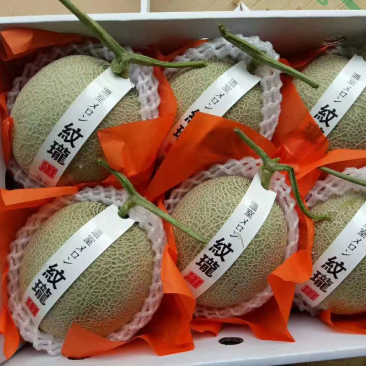 海阳网纹瓜