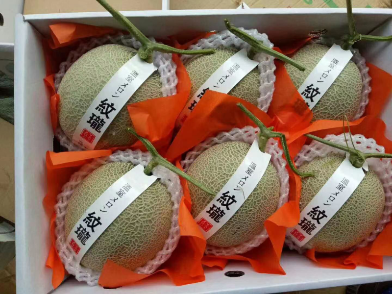 海阳网纹瓜