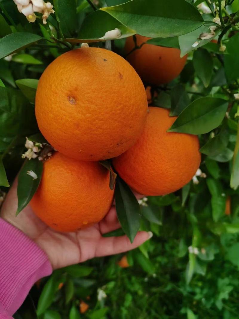 广西夏橙上市一手货源，果皮亮质好价优！甜润多汁随时看货