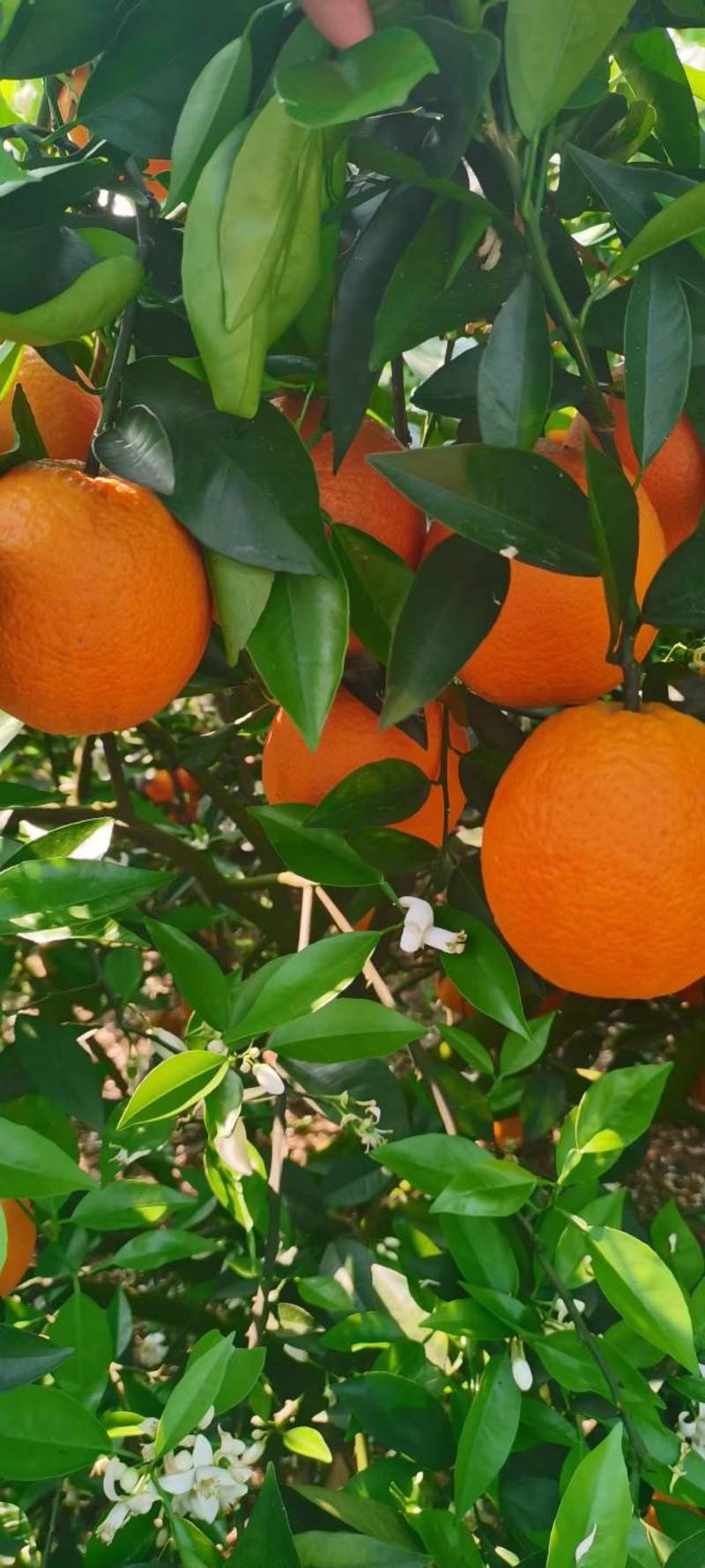 广西夏橙上市一手货源，果皮亮质好价优！甜润多汁随时看货