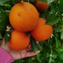 广西夏橙上市一手货源，果皮亮质好价优！甜润多汁随时
